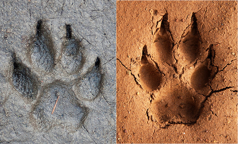 What Do Coyote Tracks Look Like 