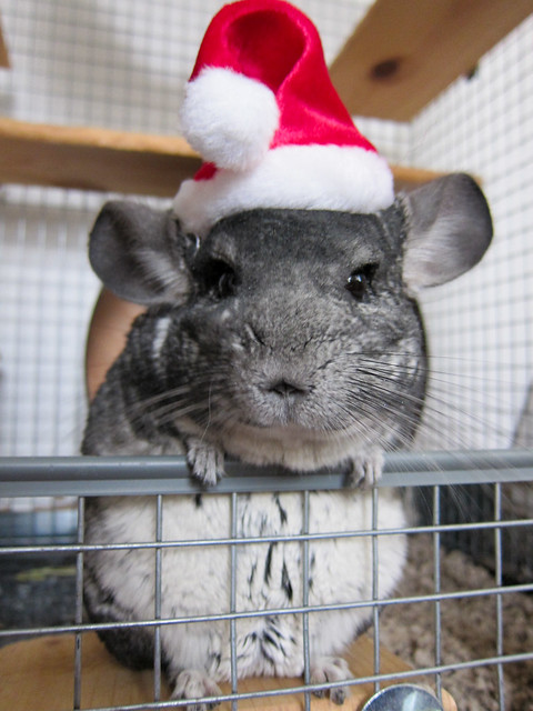 Christmas Mouse 2