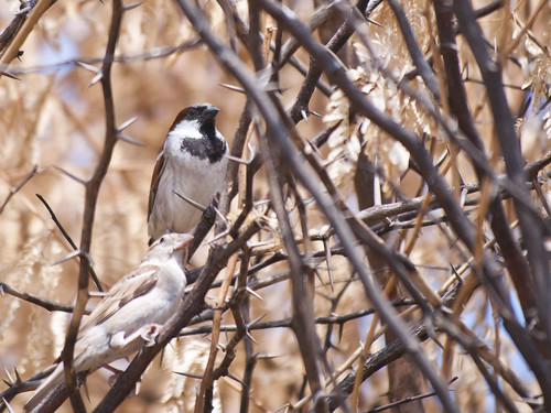 bird birds sparrow adoni