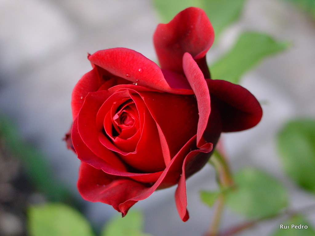 Rose * Rosa | Rosa | Rui Pedro | Flickr