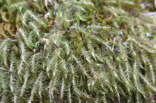 boombana thylogaletrack daguilarrange daguilarnationalpark mountglorious queensland 2bid113 macro moss bryophyte tanetahi