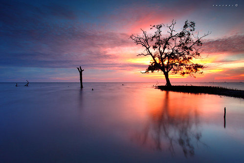 sunset color tree beach canon eos colours malaysia pantai selangor pokok warna banting matahariterbenam ef1740mmlusm leefilters kelanang 5dmarkii azralfikri shazral 09soft