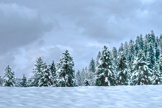 Snow forest - Langnau i.E.