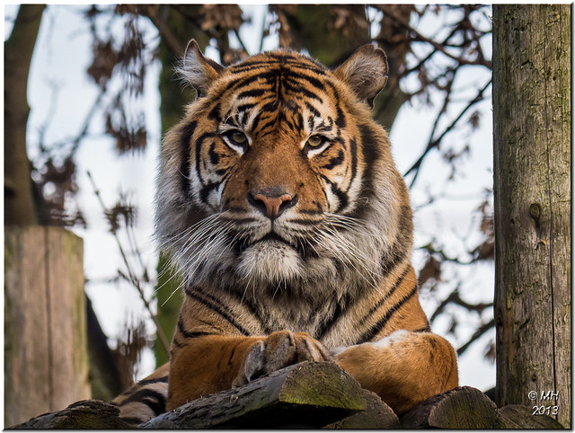 Sumatran Tiger