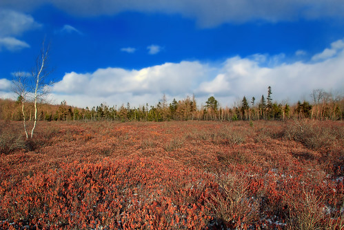 trees winter sky snow nature clouds landscape hiking pennsylvania meadow creativecommons vegetation poconos heaths stratocumulus lackawannacounty lackawannastateforest pinchottrail balsamswamp mcclintocksgatetrail pinchotstateforest