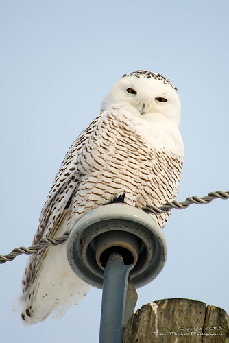 winter canada bird bc owl snowyowl quesnel