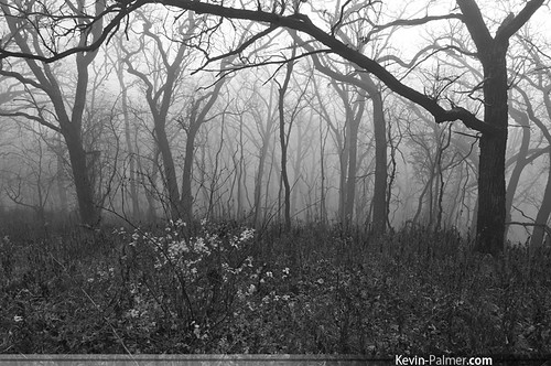 morning trees winter blackandwhite mist fog forest sunrise dawn early illinois woods december branches foggy spooky antioch thick lakecounty pentaxkx samyang bower14mmf28 gandermountainforestpreserve