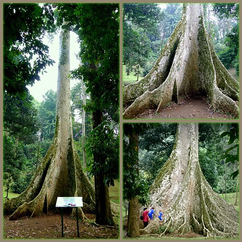 Giant buttress roots of Canarium decumanum or 'kenari babi… | Flickr