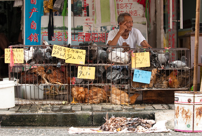 Chickens, pigeons and ducks in cages at a Chinese market. 
