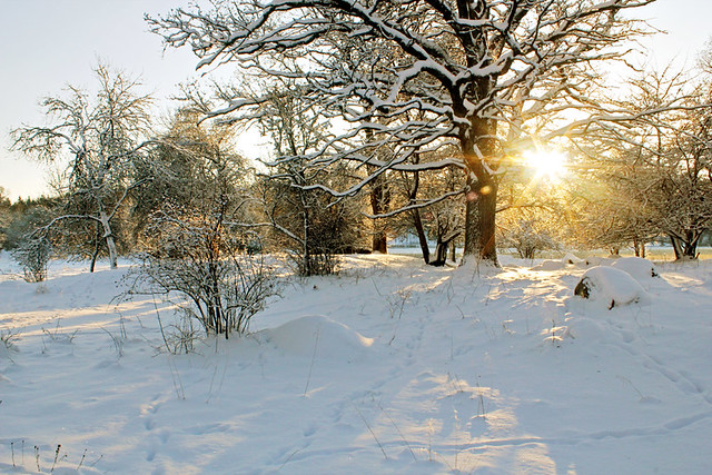 Sunny winter landscape (Explore)