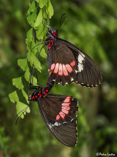 True Cattleheart Butterflies, Parides Arcas, mating. Wings of the Tropics, Fairchild Tropical Botanic Garden.