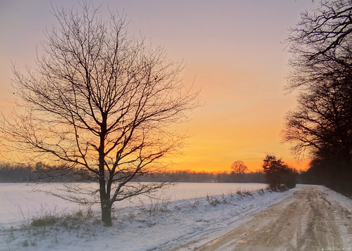 street winter sunset cold tree sonnenuntergang baum bestcapturesaoi