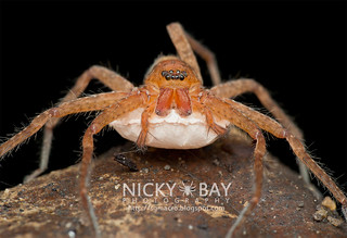 Huntsman Spider (Heteropoda sp.) - DSC_2355