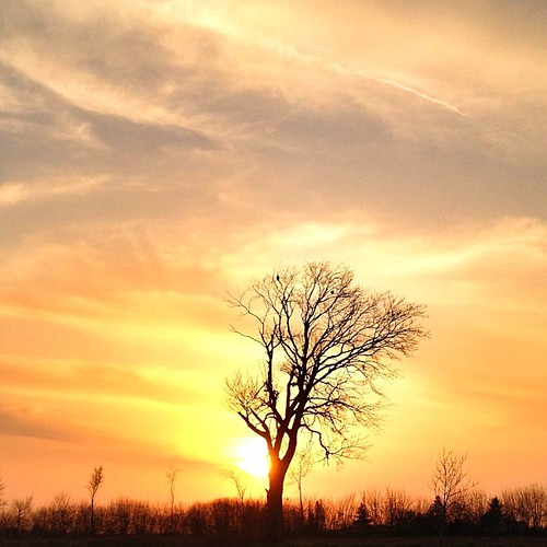 Arbre solitaire sous le soleil couchant #iphone4s #sky #igersfrance #tree #chauray by Timbrado.hb, Arbre solitaire sous le soleil couchant #iphone4s #sky #igersfrance #tree #chauray