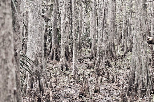 nature canal florida hawk walk alligator swamp cypress lakeplacid gatorama