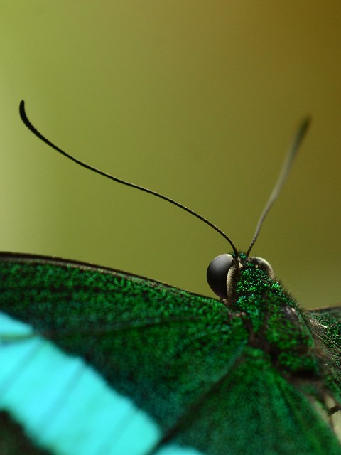 Exotic Butterfly (3)