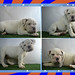 Vito_bullcanes_bulldog_puppies_for_sale