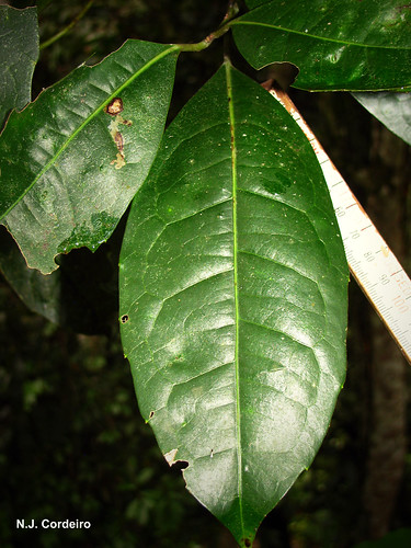 leaf xymalosmonospora taxonomy:binomial=xymalosmonospora