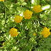 Flickr photo 'Creeping Buttercup, Ranunculus repens.290507' by: Jamie McMillan.