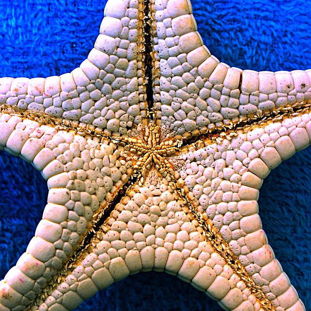 Starfish [explored]