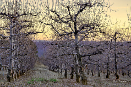 california county trees sunset usa foothills color tree photography evening el sierra boa vista dorado applehill stephencurtin