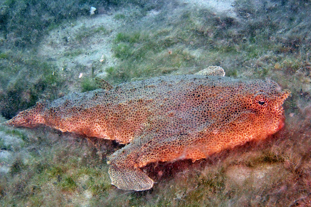 IMG_1655wa Spotted Batfish (Ogcocephalus pantostictus) | Flickr