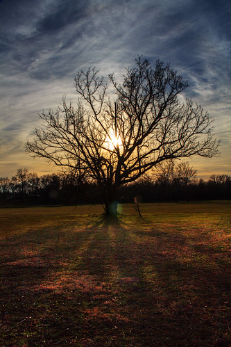 Twilight by Joe Rebello, Sunset at Algonkian Regional Parktrees sunset virginia twilight lensflare rays sterling winterfoliag
