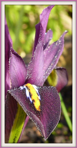 Miniature Iris | by CalamityCam 2011