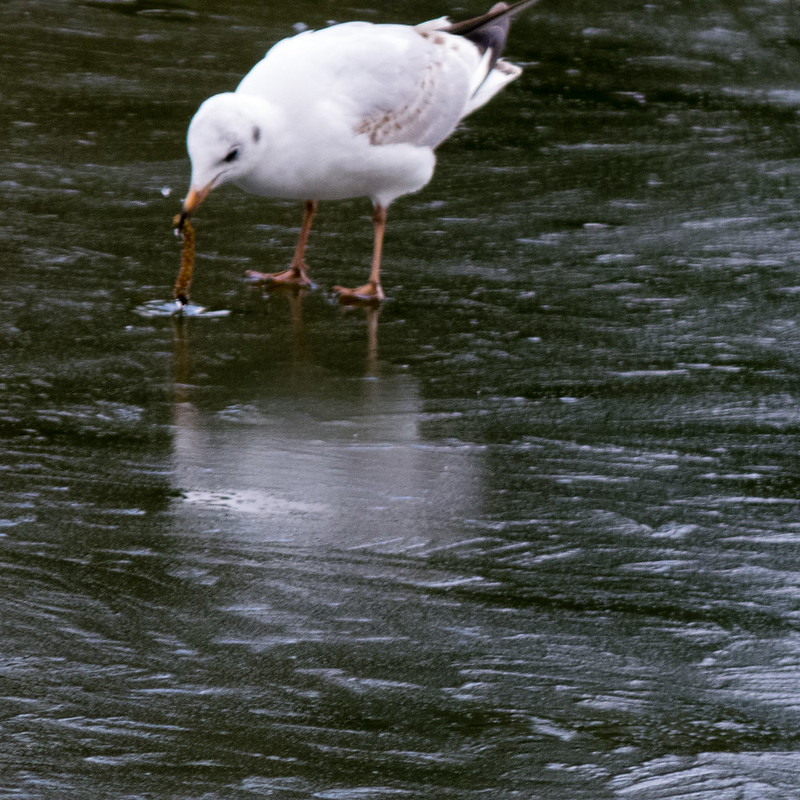 Gull trying to eat a catkin