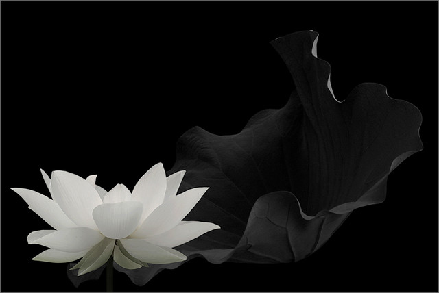 Black and white lotus flower - IMG_6591-2-g-full-1-1000