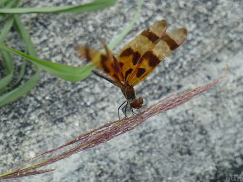 p1170479 anisoptera odonata dragonfly insect usa florida northamerica halloweenpennant celithemiseponina libélula