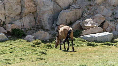 animal horse ladakh