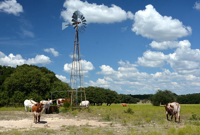 Texas Longhorns and Windmill HWW