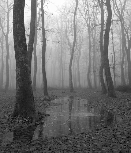 fog forest woods trees ice puddle monochrome blackwhite winter 2012 winter2012 blackandwhite htc android htconex onex smartphone twop digital mediumdigital