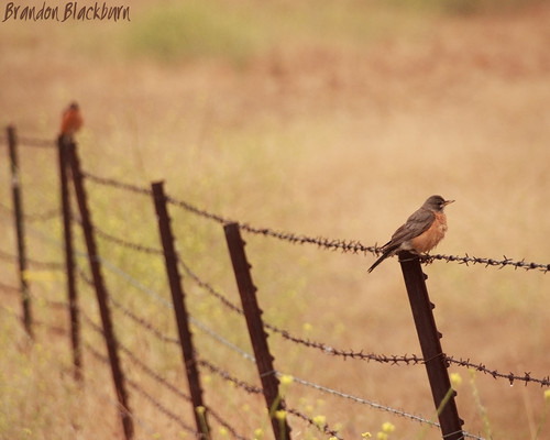 American Robins on Fence