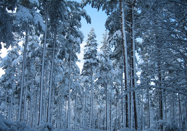 Snowy trees 2..x
