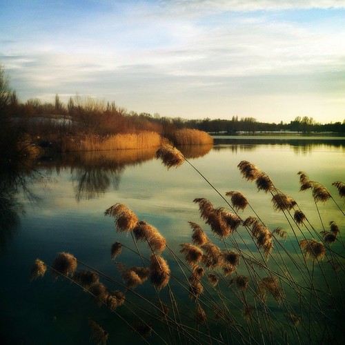 sunset lake reflection grass mobile germany square bayern bavaria squareformat mariko iphone erding mobilephotography iphone4 iphonephotography kronthalerweiher iphoneography hipstamatic uploaded:by=flickrmobile flickriosapp:filter=nofilter