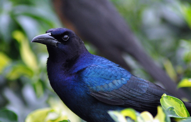 Male Boat-tailed Grackle (Quiscalus major)