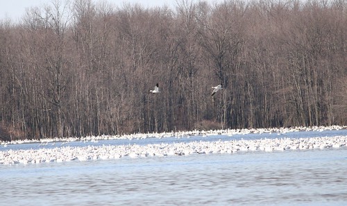 winter lake bird nature water birds fly geese wildlife flight goose migration snowgeese