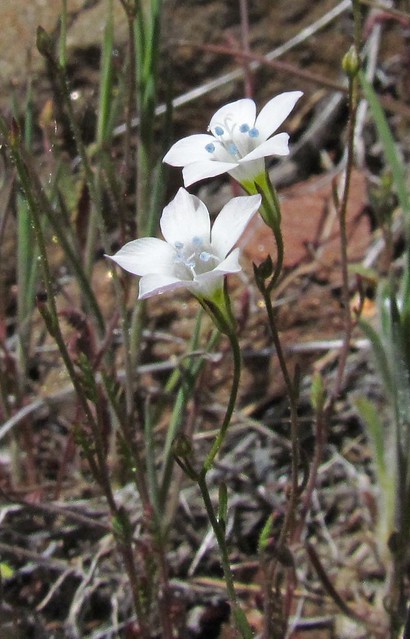 Polemoniaceae, Gilia stellata, Star Gilia