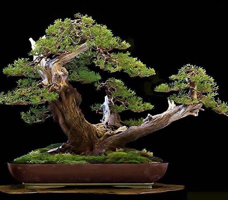 Juniper by Nacho Marin, photo found at bonsaimaster. #盆景 #盆栽 #분재 #bonsai