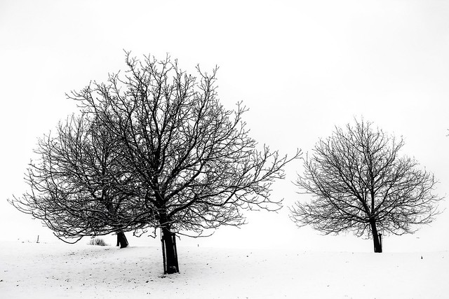 Trees of snow and ice.....