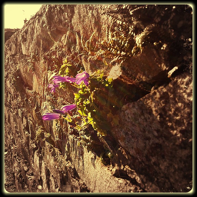 Flowers springing from the wall