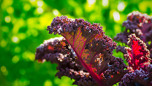 texture week11 purpleandgreen inthegarden themetextures 52in2013 kaleandparsley