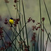 Flickr photo 'Lesser Goldfinch' by: Aztlek.