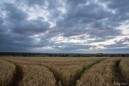 tractor tyre marks sky wheat field cloudy clouds summer evening uk england chesterton britain farm chestertonwindmill d810 landscape unitedkingdom gb