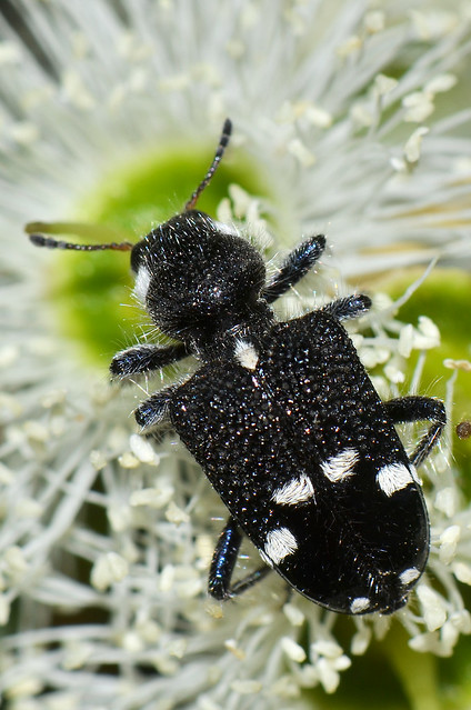Clerid beetle - Zenithicola socius