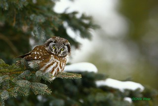 Boreal Owl | by chris.w.birder