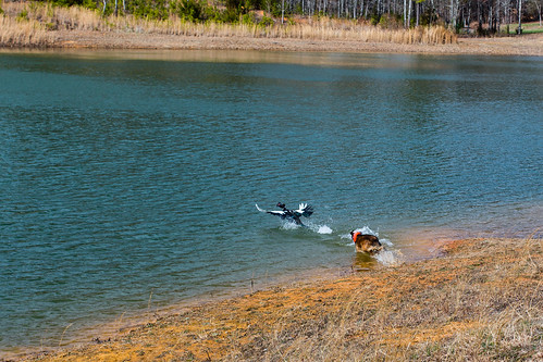 dog lake mountains water forest georgia geese ranger unitedstates ducks annabella