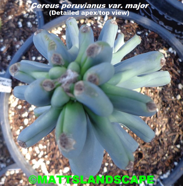 Cereus peruvianus - monstrose var. major (Pic #3 top/ apex detailed- stock plant 15 gallon size @ Epicacti Nursery)